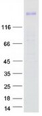 SDS-PAGE (ROBO1-4672H).jpg